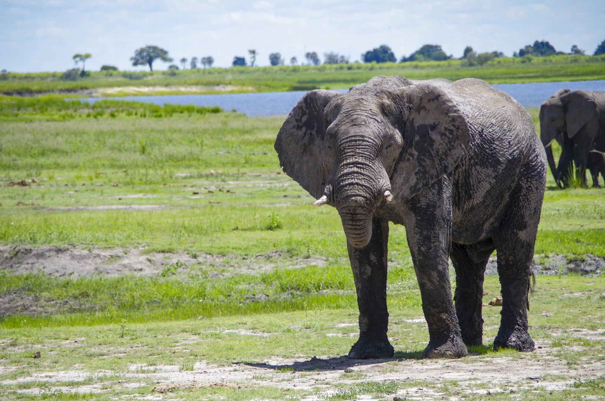 Elephants in Chobe National Park Botswana