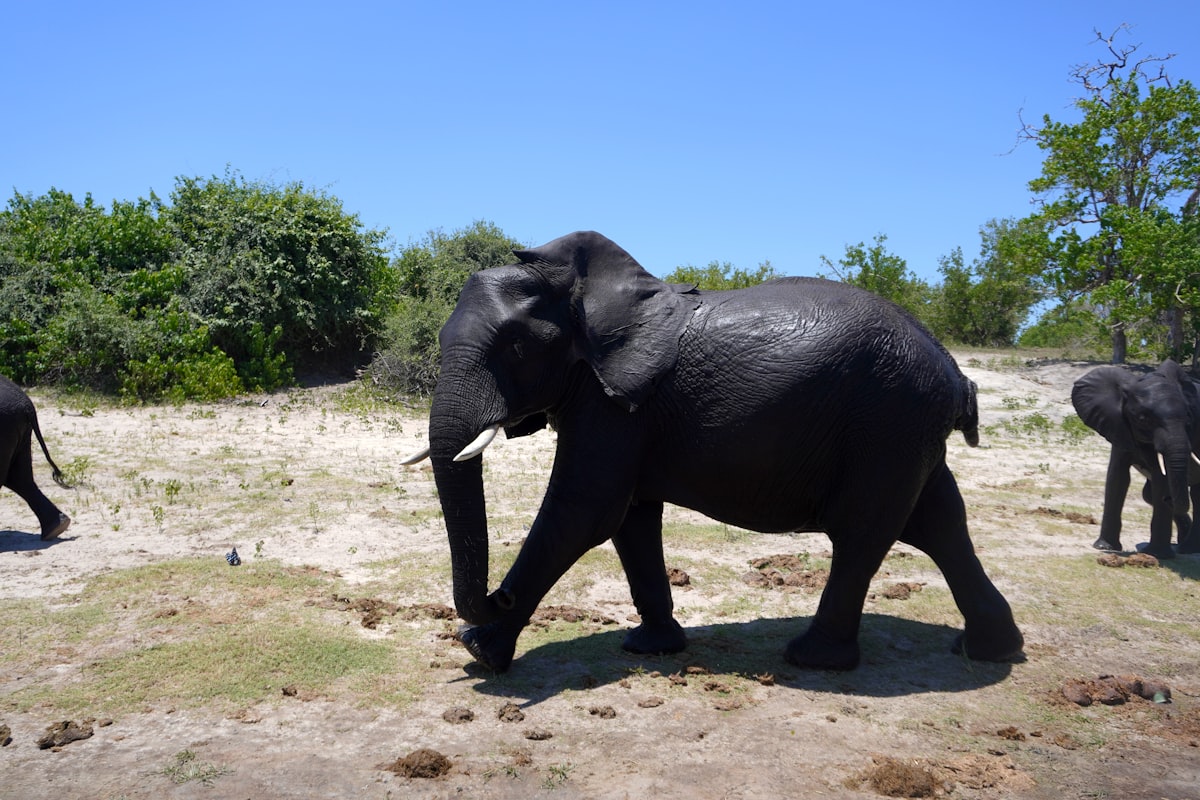 Elephant in Chobe National Park, Botswana