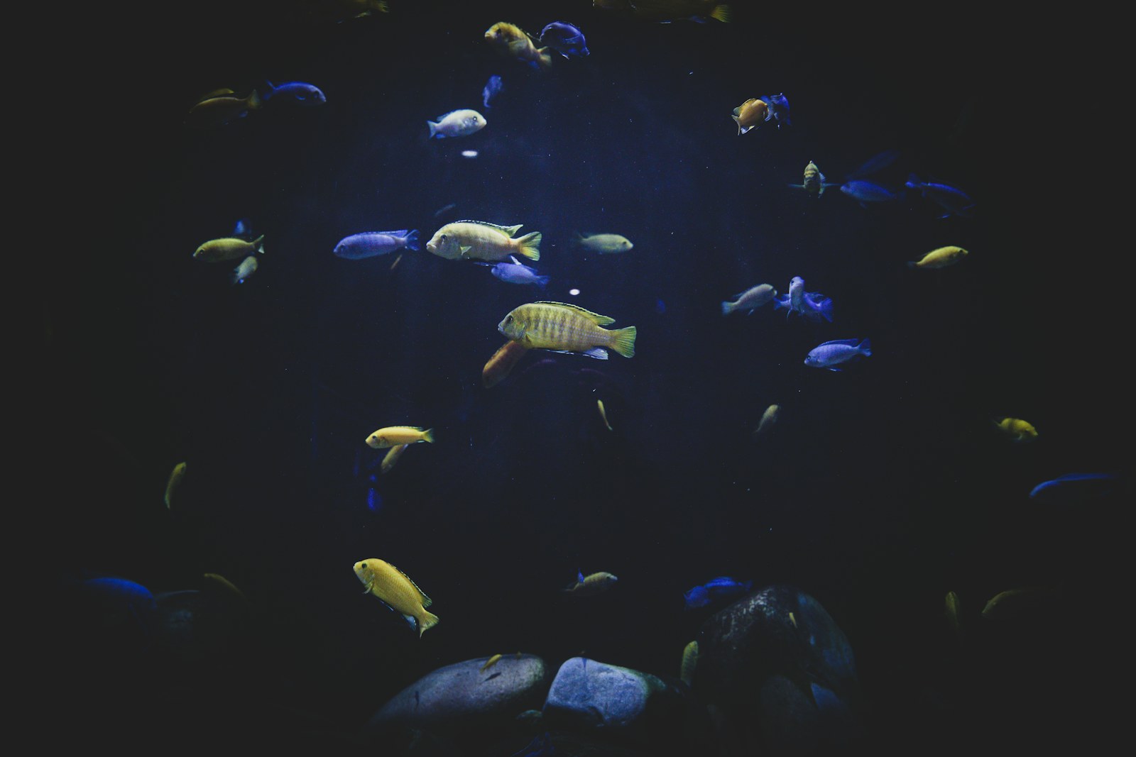 Colourful cichlid fish associated with Lake Malawi