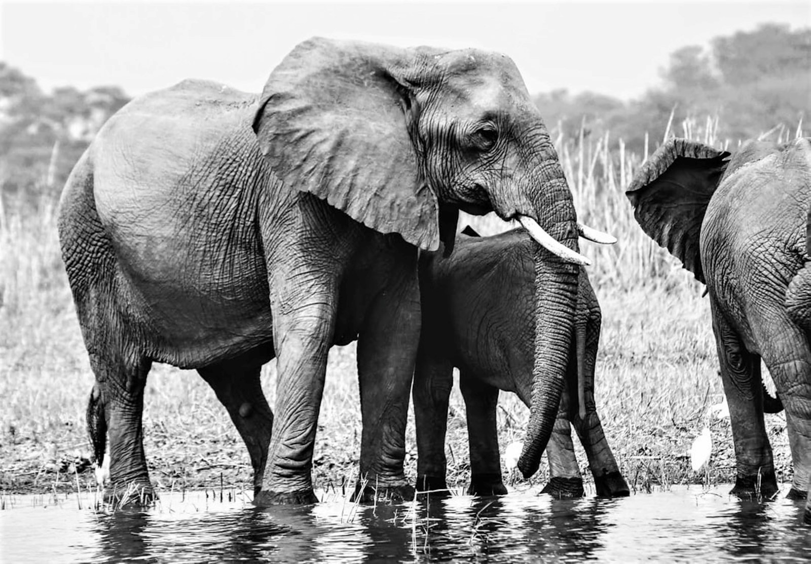 Elephants in Liwonde National Park, Malawi