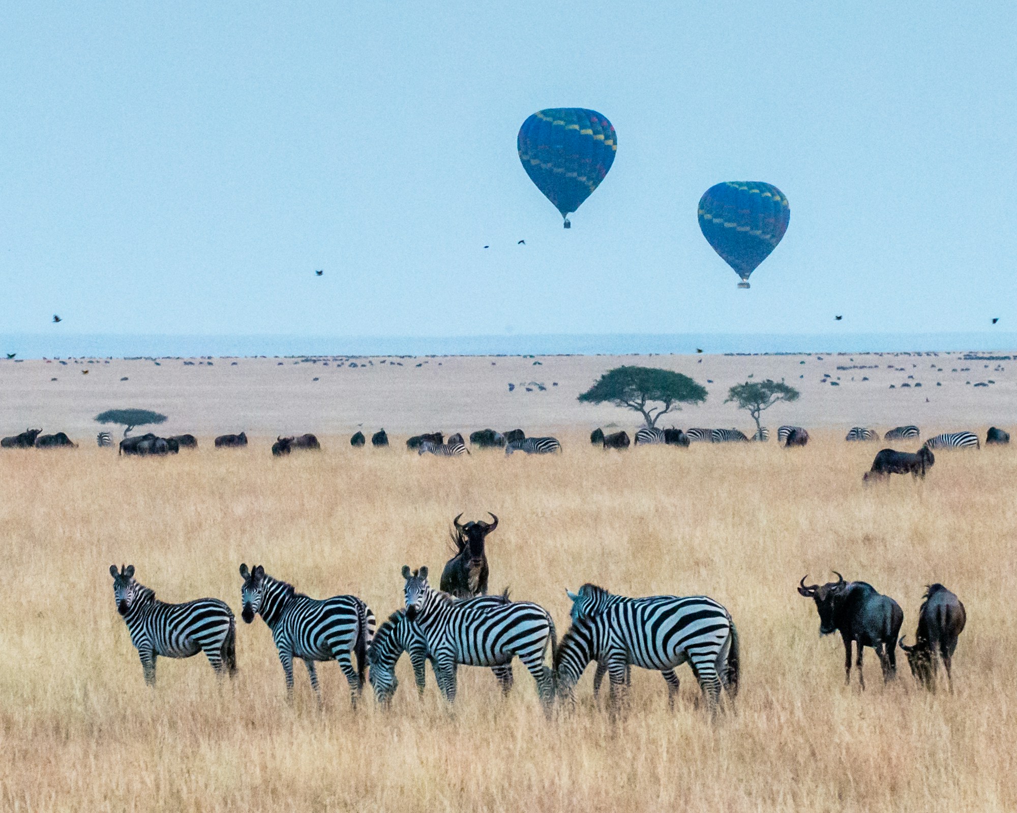 Hot-air balloons floating above the Maasai Mara grasslands at sunrise