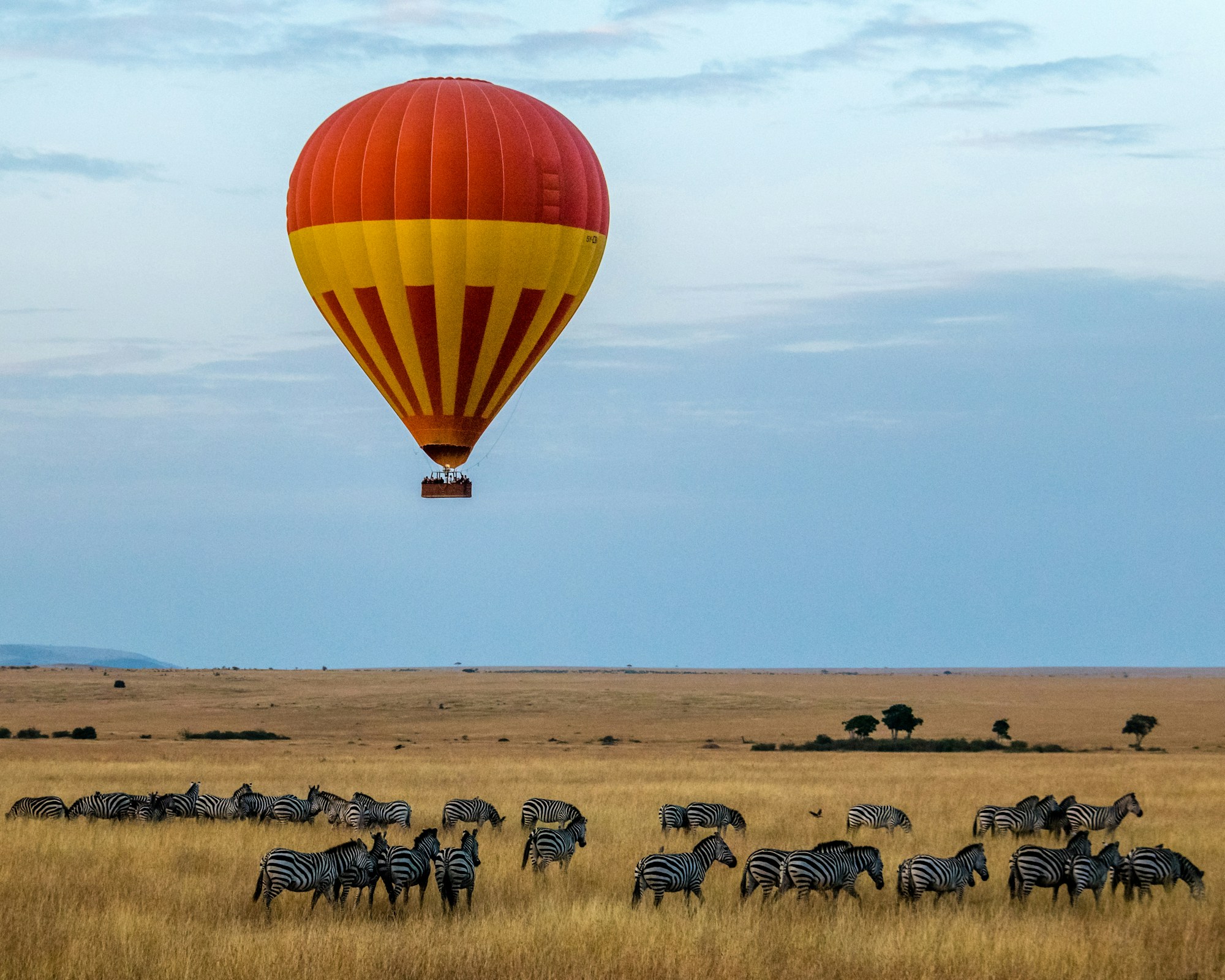 Zebras and a hot-air balloon on the Maasai Mara plains