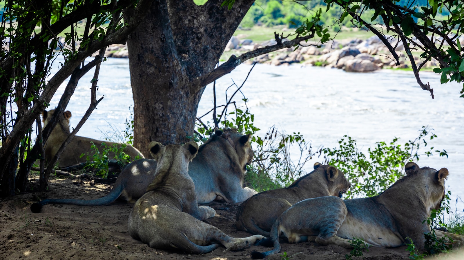 Lions in Majete Wildlife Reserve, Malawi