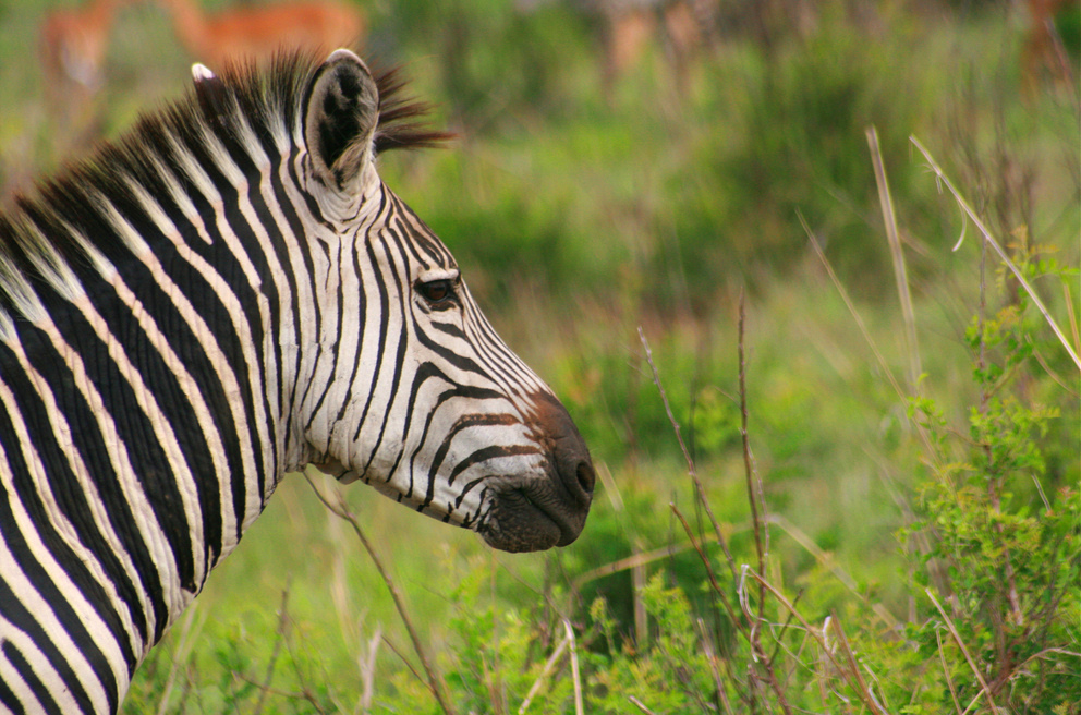 Zebra in Ruaha National Park, Tanzania