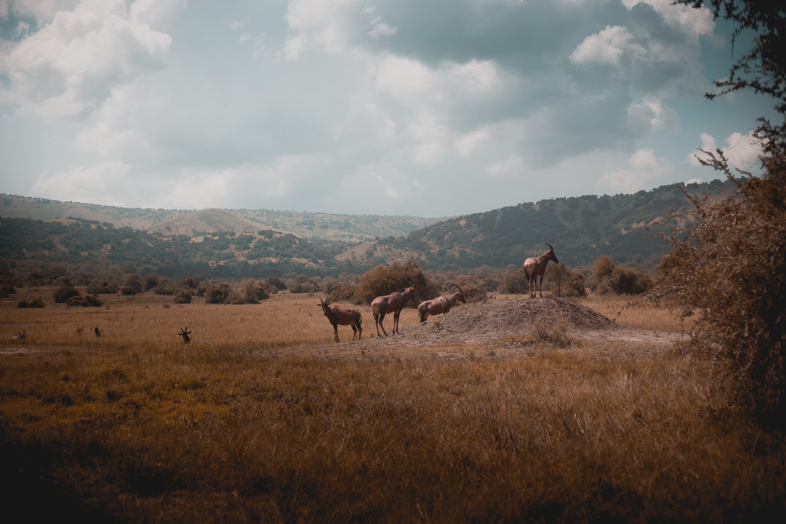 Akagera National Park in Rwanda