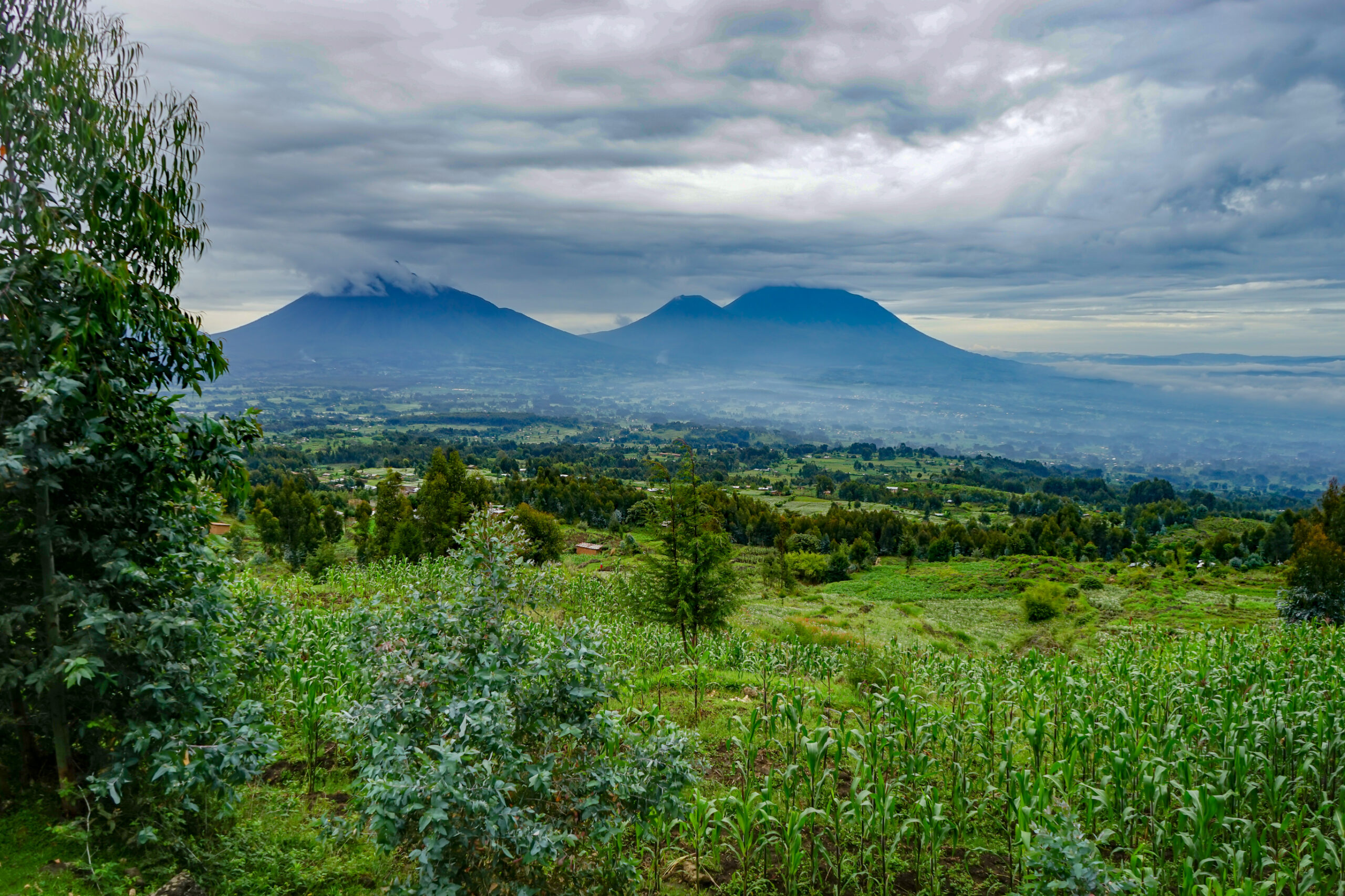 Volcanoes National Park in Rwanda