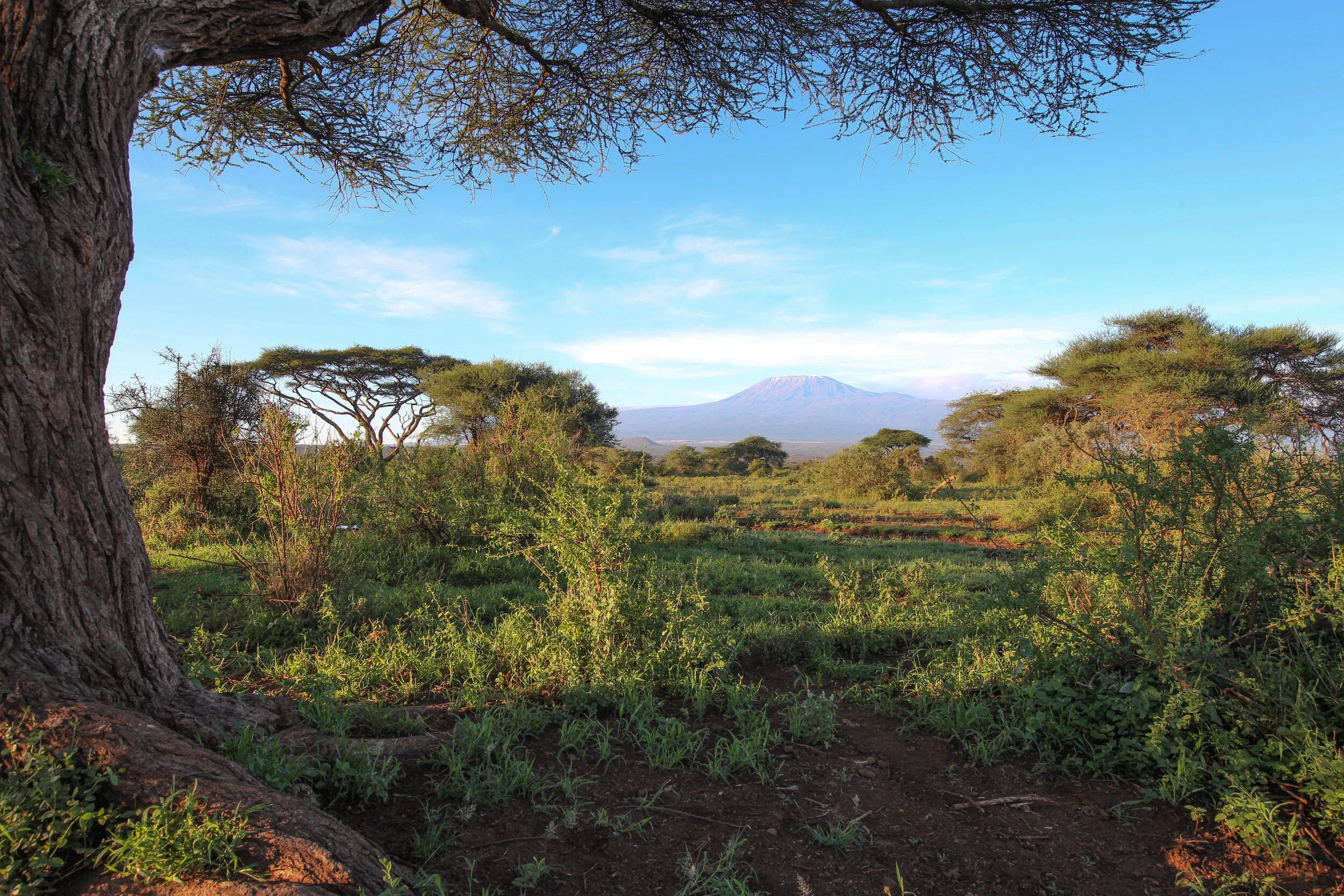 Tawi Lodge near Amboseli with Mount Kilimanjaro in the distance